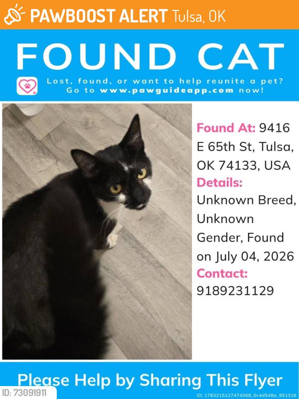 Found/Stray Unknown Cat last seen E 65th St Tulsa OK. 74133, Tulsa, OK 74133