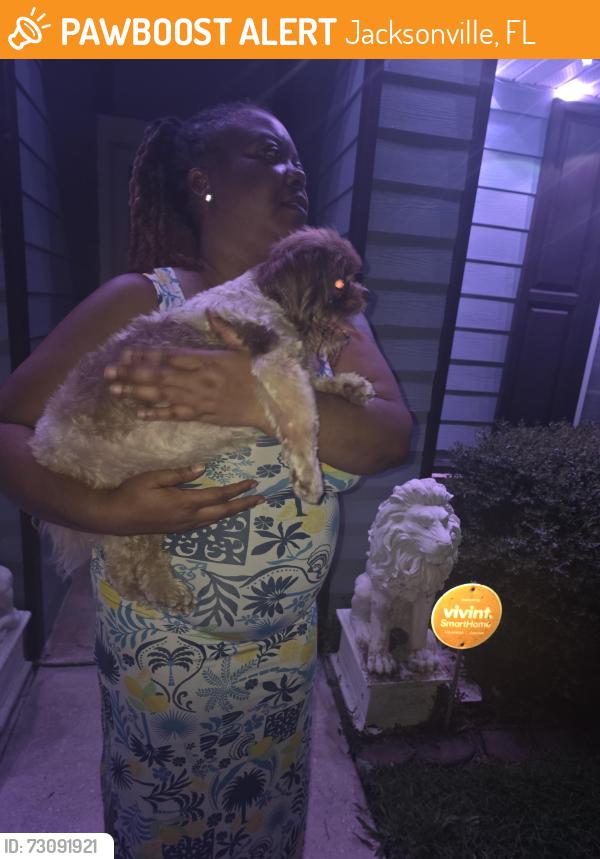 Found/Stray Unknown Dog last seen Springtree and Maddie Lane, Jacksonville, FL 32210