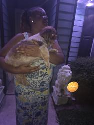 Found/Stray Unknown Dog last seen Springtree and Maddie Lane, Jacksonville, FL 32210