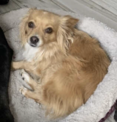 Lost Female Dog last seen Gaylord Dr., San Diego, CA 92117