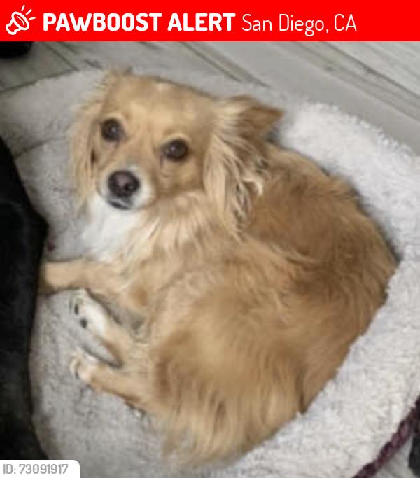 Lost Female Dog last seen Gaylord Dr., San Diego, CA 92117