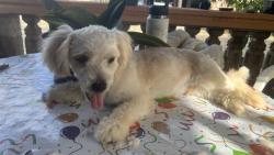 Lost Male Dog last seen Mauka Park,renaissance, hiapo, managers drive, paiwa, Waipahu, HI 96797
