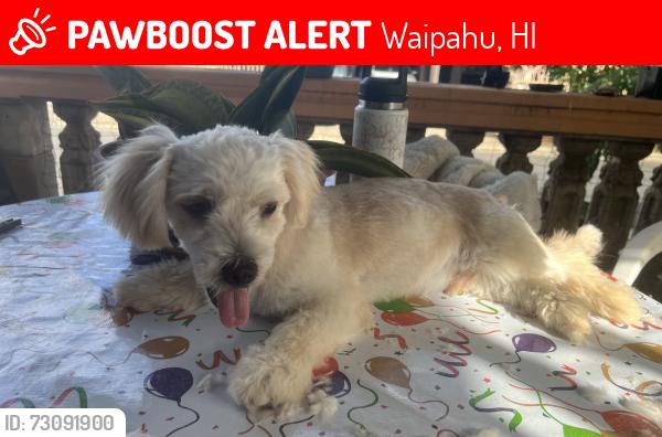 Lost Male Dog last seen Mauka Park,renaissance, hiapo, managers drive, paiwa, Waipahu, HI 96797