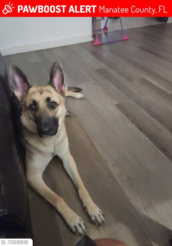Lost Female Dog last seen S.R 70 & 33rd St E, Manatee County, FL 34203