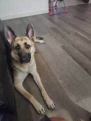 Lost Female Dog last seen S.R 70 & 33rd St E, Manatee County, FL 34203