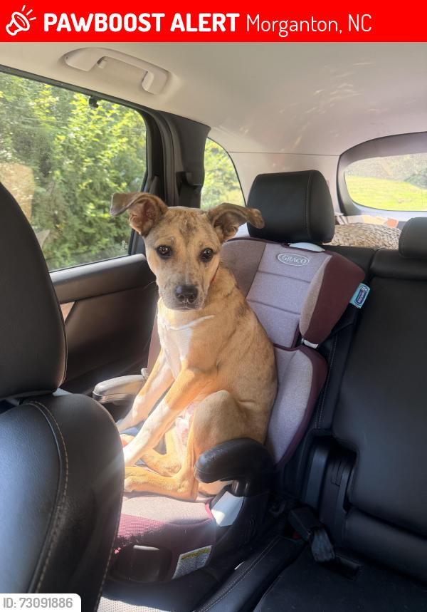 Lost Male Dog last seen Hwy 181 - Horseshoe Bend Family Campground, Morganton, NC 28655