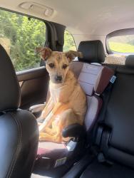 Lost Male Dog last seen Hwy 181 - Horseshoe Bend Family Campground, Morganton, NC 28655