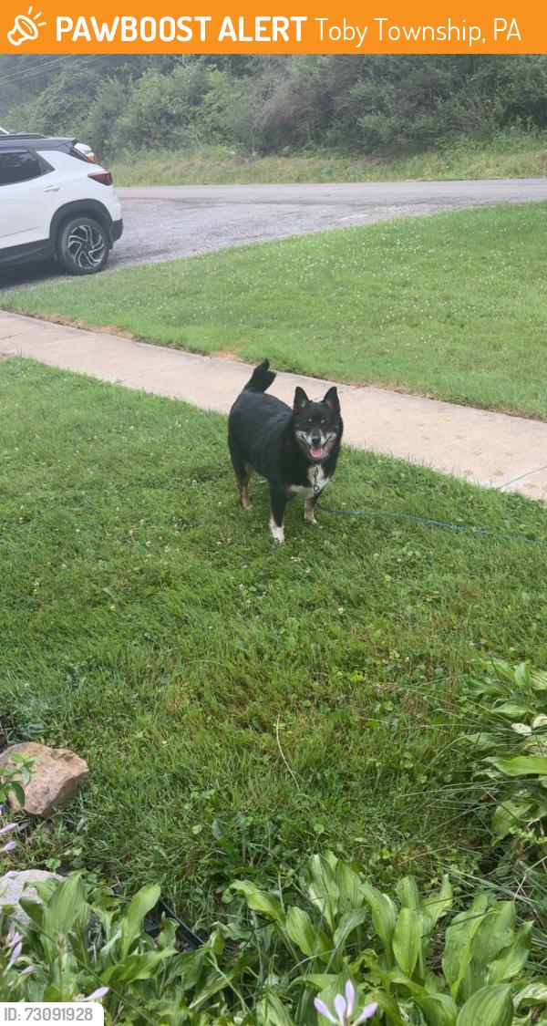Found/Stray Female Dog last seen Huey road and 68, Toby Township, PA 16248
