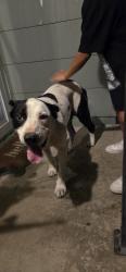 Found/Stray Unknown Dog last seen Josey lane and Dennis, Farmers Branch, TX 75234