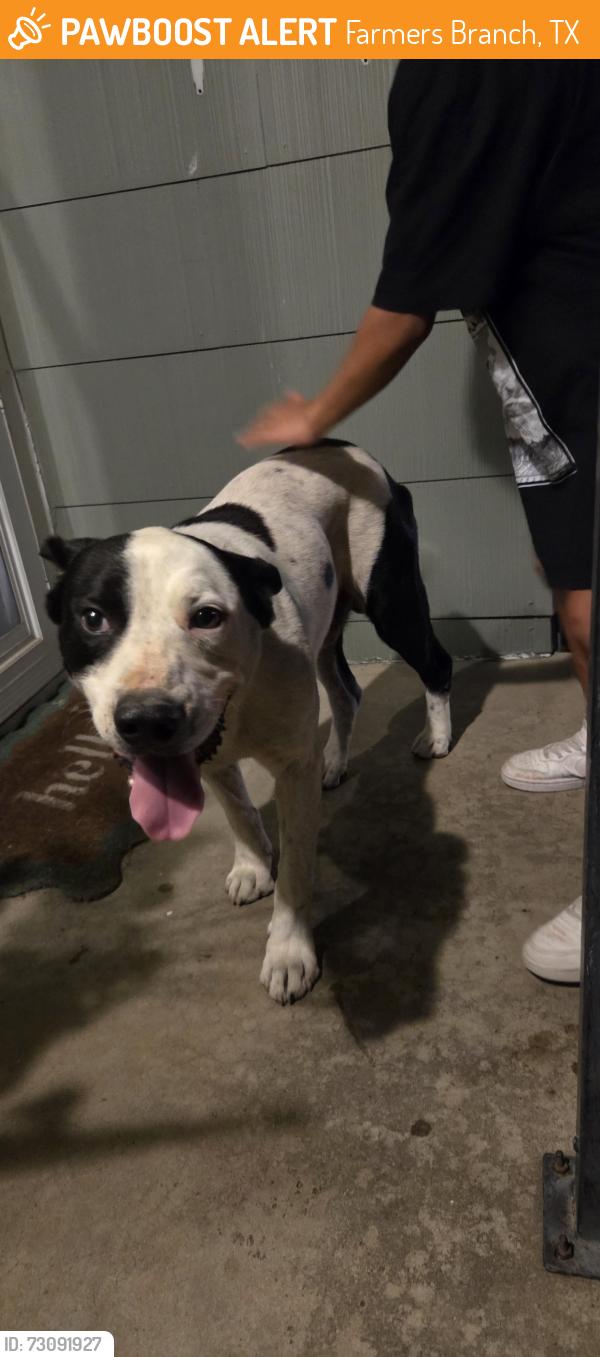 Found/Stray Unknown Dog last seen Josey lane and Dennis, Farmers Branch, TX 75234