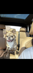 Lost Male Dog last seen Burning tree Liverpool, Liverpool, NY 13088