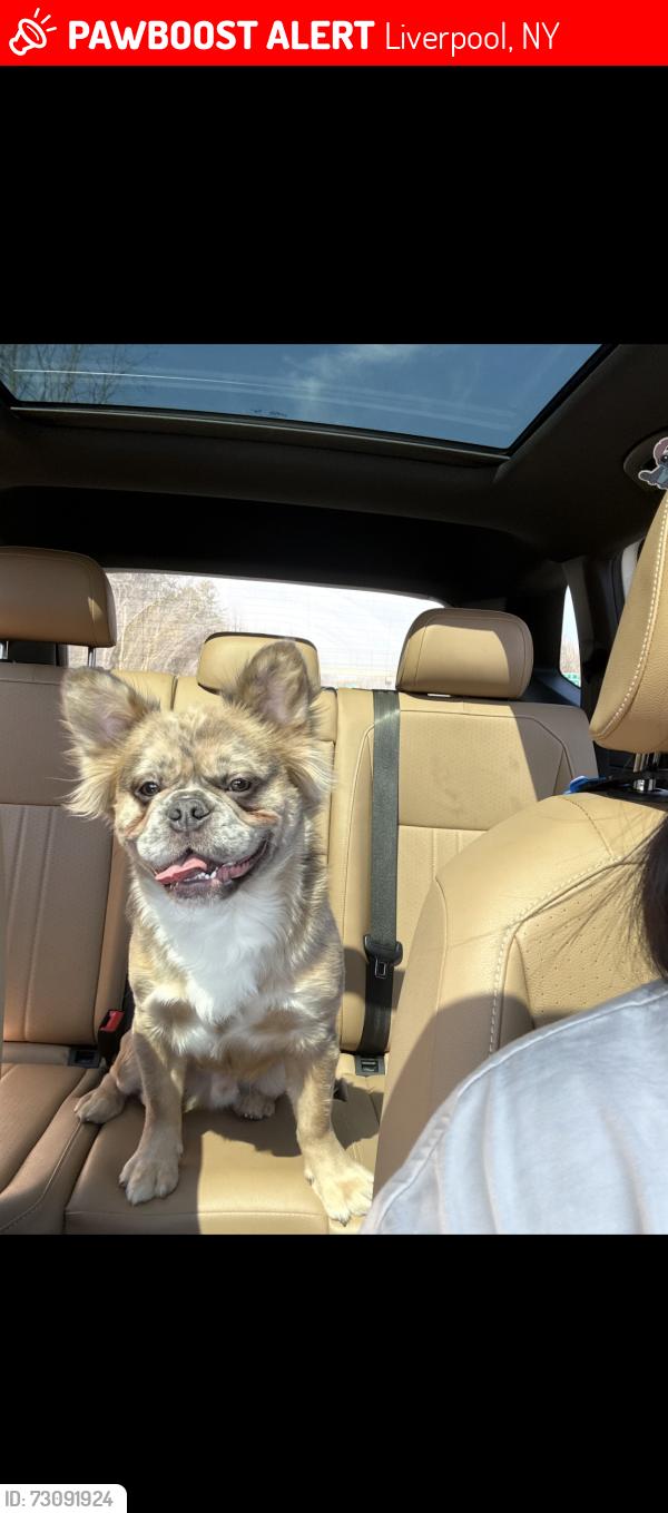 Lost Male Dog last seen Burning tree Liverpool, Liverpool, NY 13088