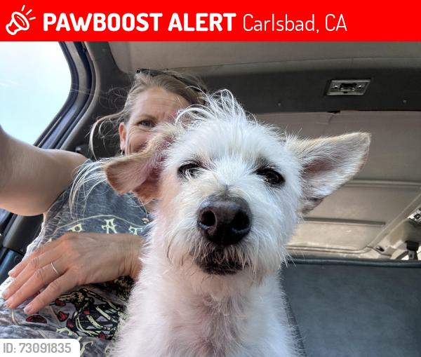 Lost Male Dog last seen Anchor Way, Carlsbad, CA 92013