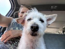 Lost Male Dog last seen Anchor Way, Carlsbad, CA 92013