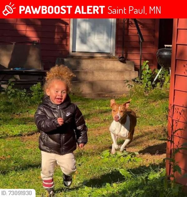 Lost Female Dog last seen Thomas Ave and Dale St, Saint Paul, MN 55104