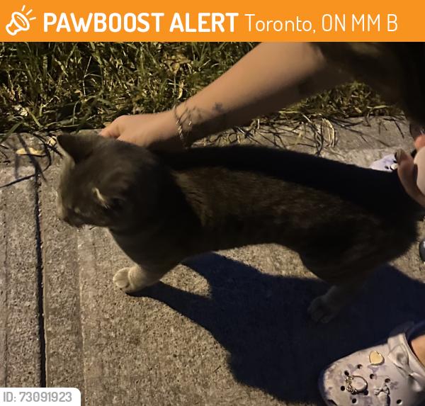 Found/Stray Male Cat last seen Walking up and down Drewry Avenue close to forest area across from 37 Drewry Ave building, Toronto, ON M2M 0B4