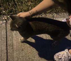 Found/Stray Male Cat last seen Walking up and down Drewry Avenue close to forest area across from 37 Drewry Ave building, Toronto, ON M2M 0B4