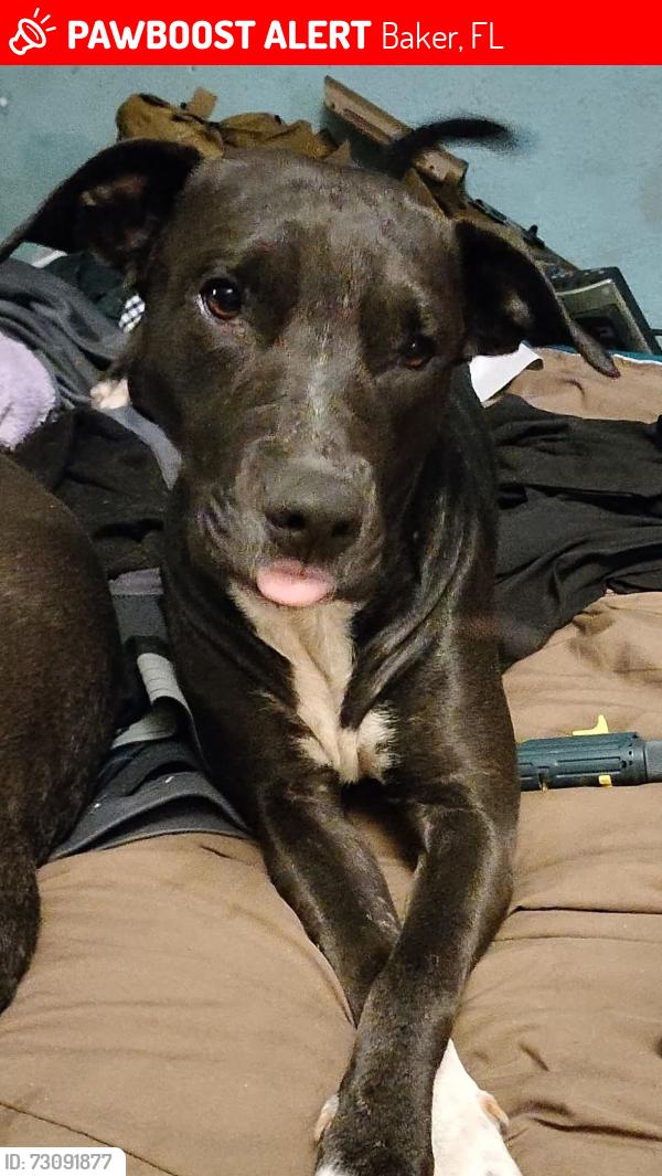 Lost Female Dog last seen Old River Rd & 4 wheel drive rd Baker FL 32531, Baker, FL 32531