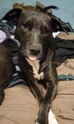 Lost Female Dog last seen Old River Rd & 4 wheel drive rd Baker FL 32531, Baker, FL 32531