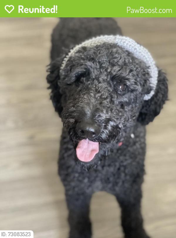 Reunited Male Dog last seen Silverado , Antioch, CA 94509