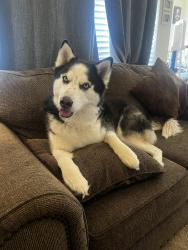 Found/Stray Male Dog last seen Provo Utah, Provo, UT 84602