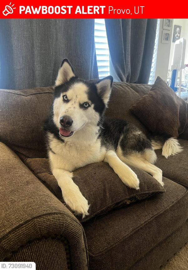 Found/Stray Male Dog last seen Provo Utah, Provo, UT 84602