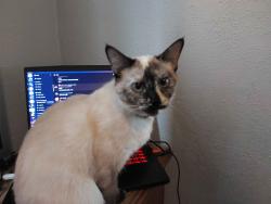 Lost Female Cat last seen Pershing, John Glenn, Dayton, OH 45420