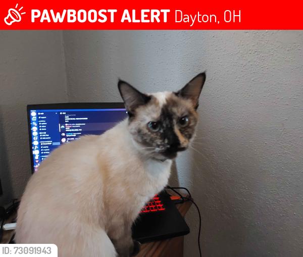 Lost Female Cat last seen Pershing, John Glenn, Dayton, OH 45420