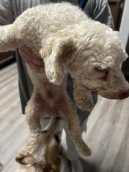 Found/Stray Male Dog last seen Erika way, Live Oak, CA 95953