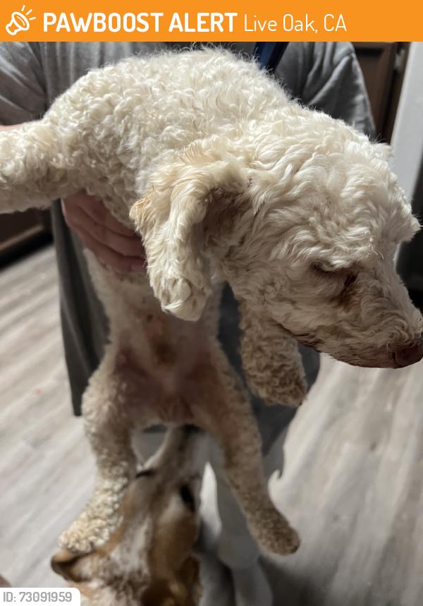 Found/Stray Male Dog last seen Erika way, Live Oak, CA 95953
