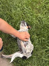 Found/Stray Male Dog last seen Taqueria Maravatio, Chicago, IL 60629