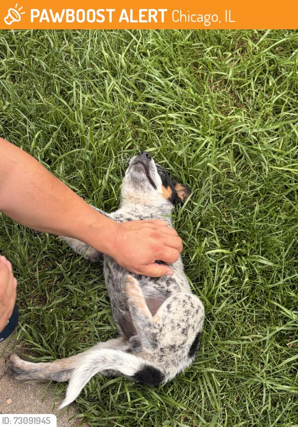 Found/Stray Male Dog last seen Taqueria Maravatio, Chicago, IL 60629