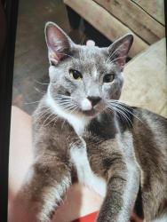Lost Male Cat last seen High country road and Greenfield drive, Arlington, TX 76016