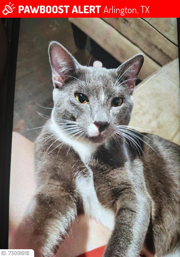Lost Male Cat last seen High country road and Greenfield drive, Arlington, TX 76016