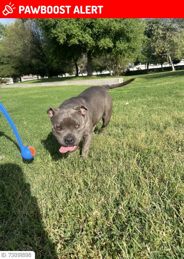 Lost Female Dog last seen Near vallecito drive, Hacienda Heights, CA 91745