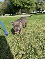 Lost Female Dog last seen Near vallecito drive, Hacienda Heights, CA 91745