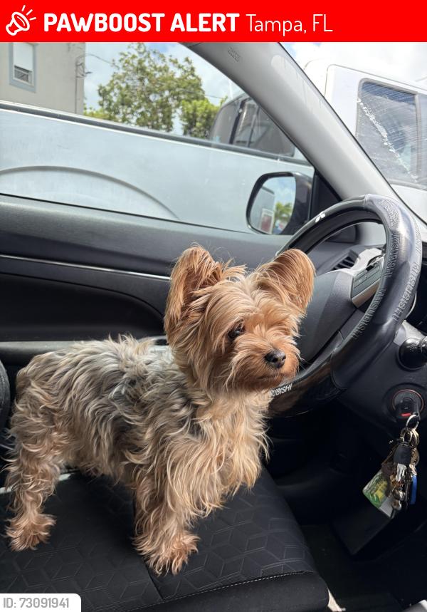 Lost Female Dog last seen Hanley rd and waters ave, Tampa, FL 33634