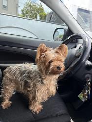 Lost Female Dog last seen Hanley rd and waters ave, Tampa, FL 33634