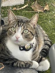 Lost Female Cat last seen Yale Ave., La Mesa, CA 91941