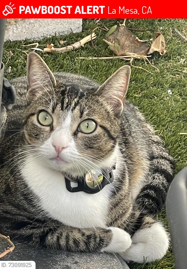 Lost Female Cat last seen Yale Ave., La Mesa, CA 91941