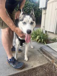 Reunited Unknown Dog last seen Leigh and Scott, San Jose, CA 95128