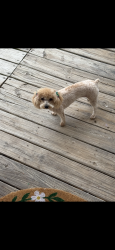 Lost Female Dog last seen Ridge rd, Henderson County, NC 28792