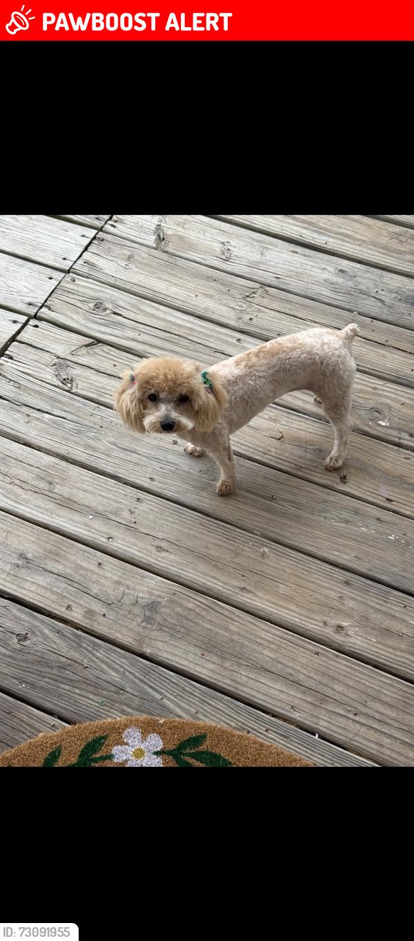Lost Female Dog last seen Ridge rd, Henderson County, NC 28792