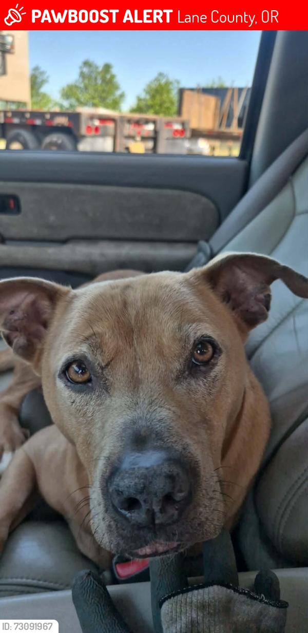 Lost Male Dog last seen Triangle lake, Lane County, OR 97412