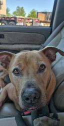 Lost Male Dog last seen Triangle lake, Lane County, OR 97412