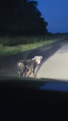 Found/Stray Male Dog last seen Boothline @ricefield close to Austin point, Fort Bend County, TX 77469