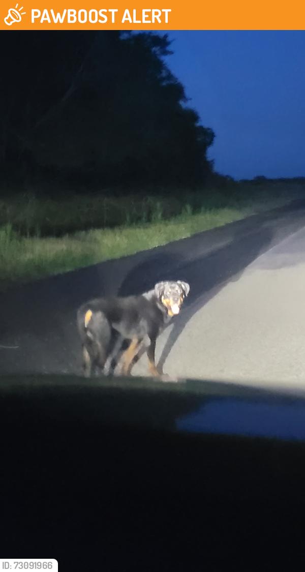 Found/Stray Male Dog last seen Boothline @ricefield close to Austin point, Fort Bend County, TX 77469