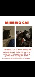 Reunited Male Cat last seen Heather st, Cornelius, OR 97113