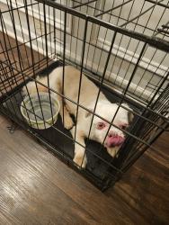 Reunited Unknown Dog last seen Hillcrest Rd, Austell, GA 30168
