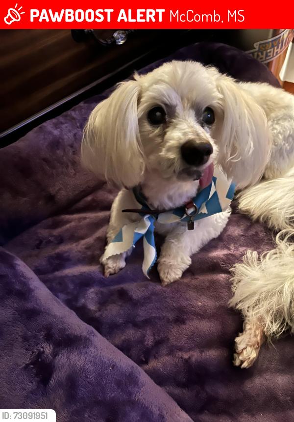 Lost Male Dog last seen Corner of 2nd St and Pennisylvania, McComb, MS 39648